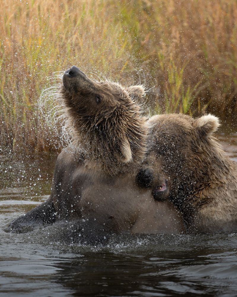 Фотография автора Karthik Subramaniam