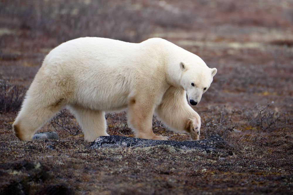 Фотография автора Karthik Subramaniam