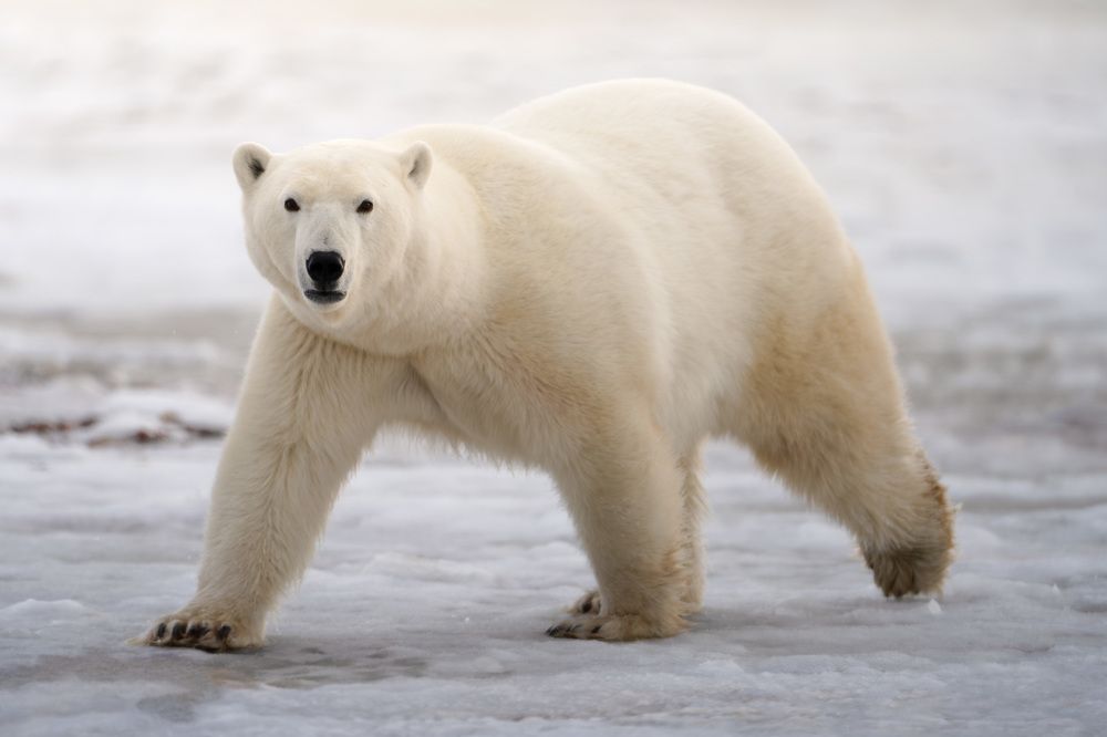 Фотография автора Karthik Subramaniam