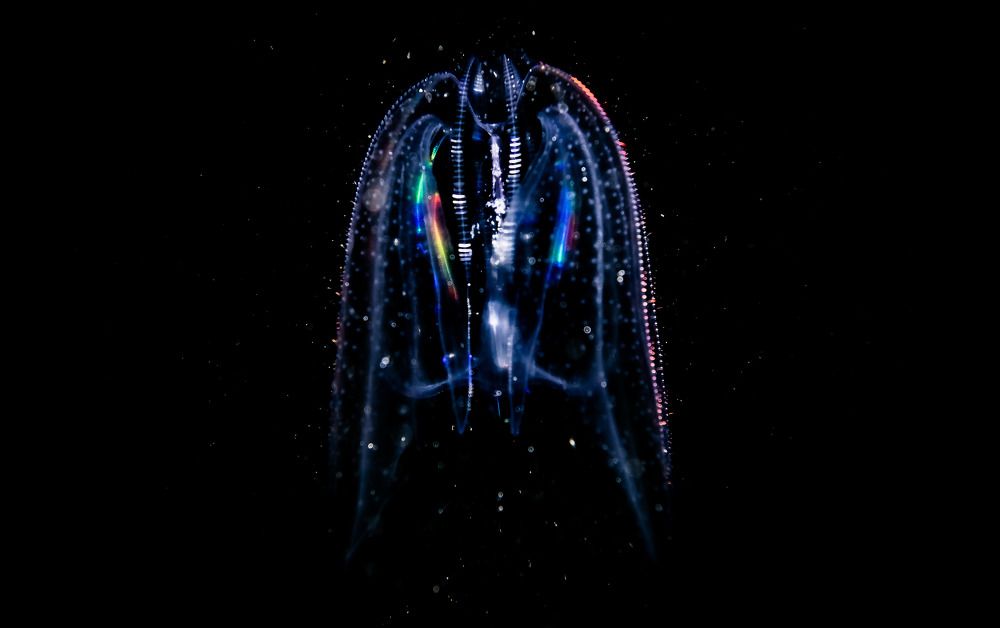 Photograph by Serdar AVCI