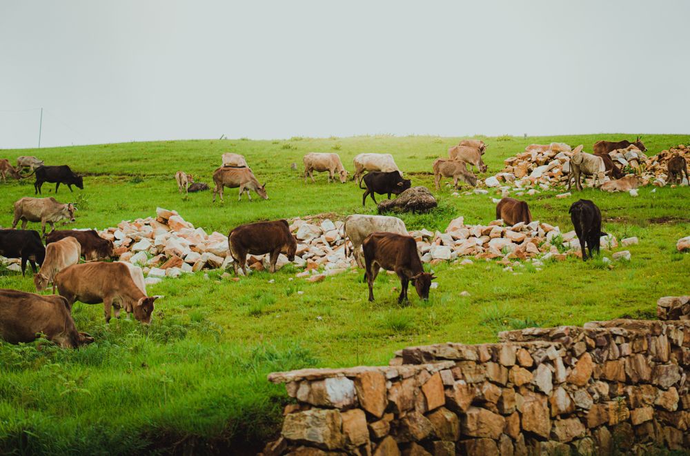 Photograph by Nishant Das