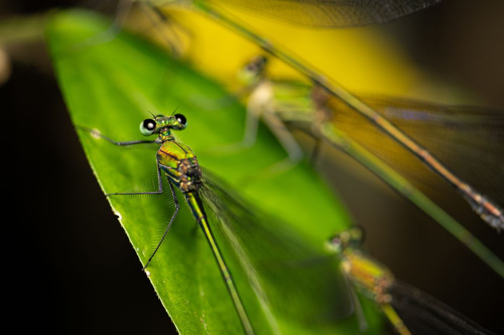 Photograph by Avinash