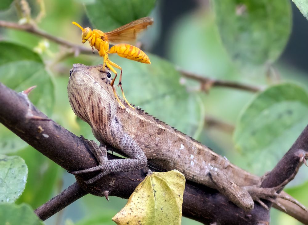 Photograph by Navjot Singh