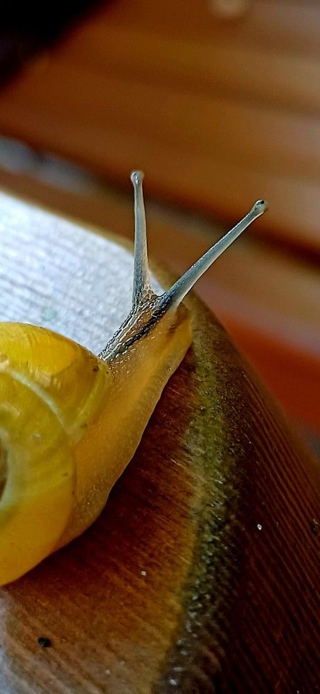 Photograph by Елена Немешаева