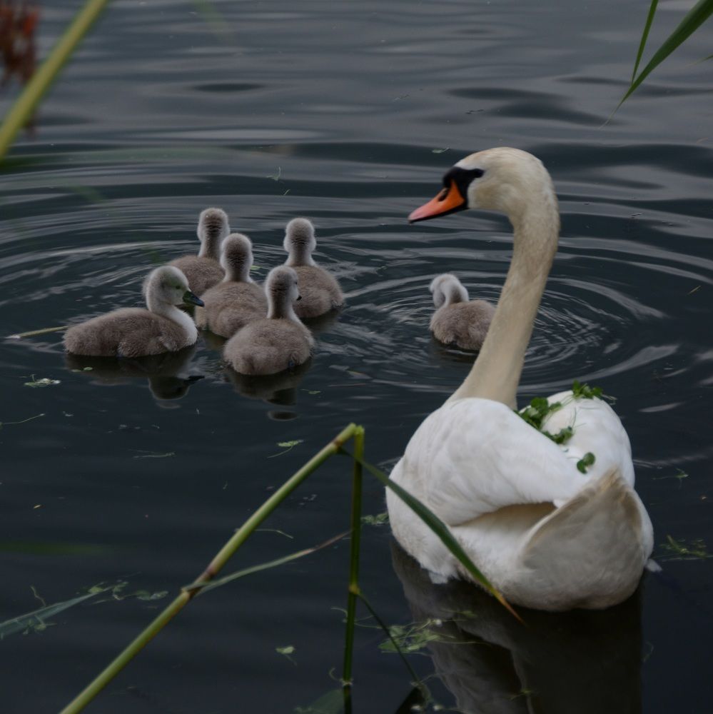 Фотография автора Aleksei Batiukov