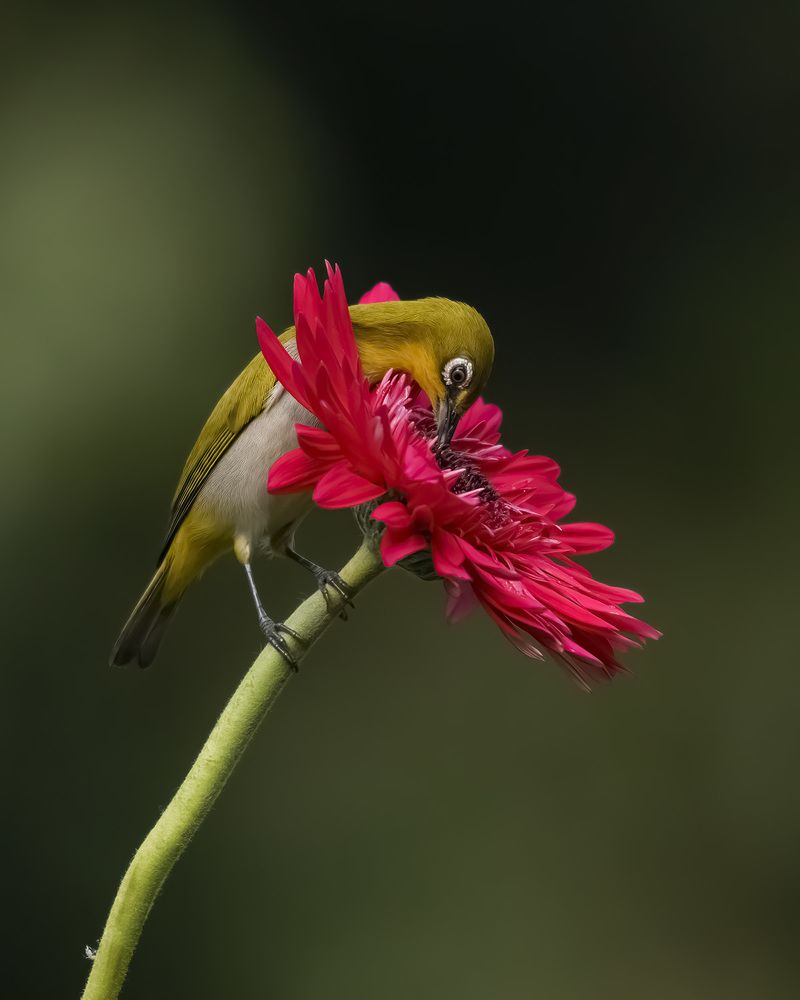 INDIAN WHITE EYE