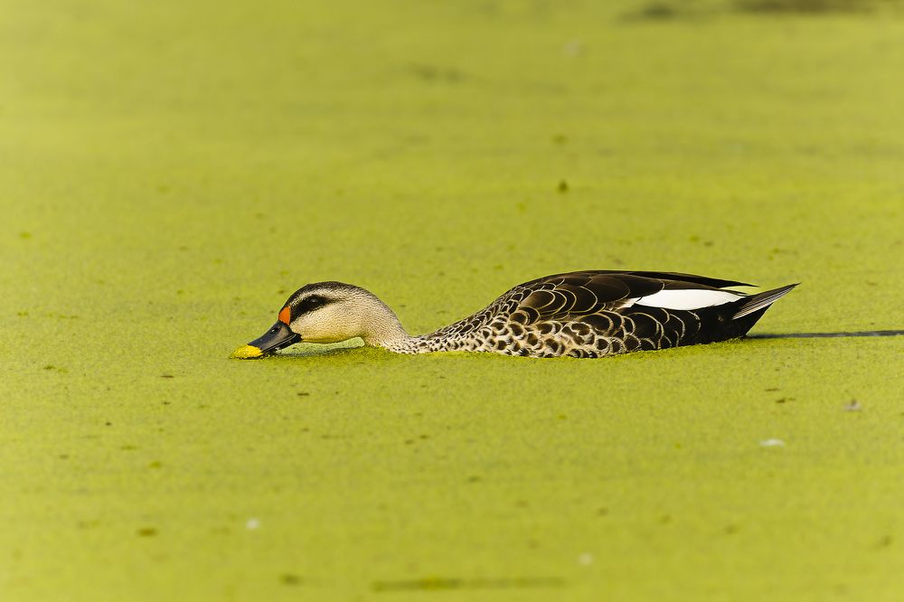 Photograph by Rahul Dev