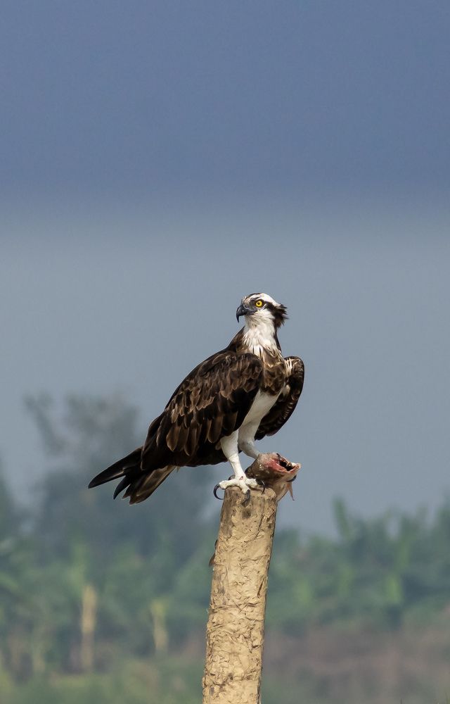 Osprey catching fish and sitting on perch