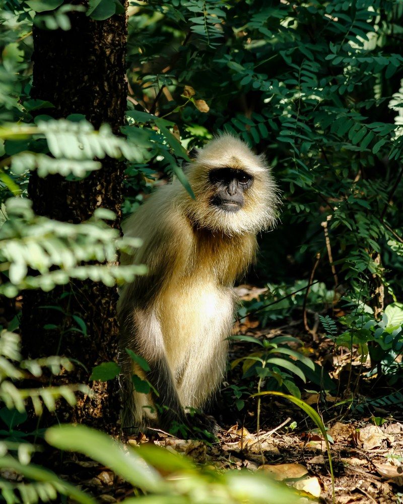 Gray Langur sitting at the base of the tree and peeping