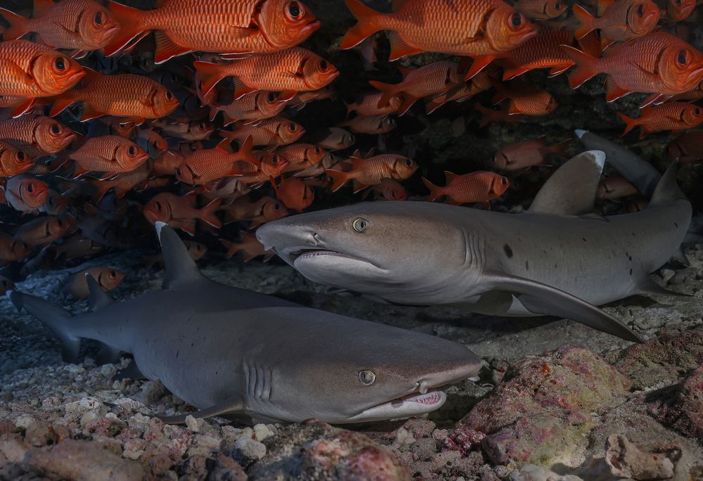 Photograph by ANTON Julien