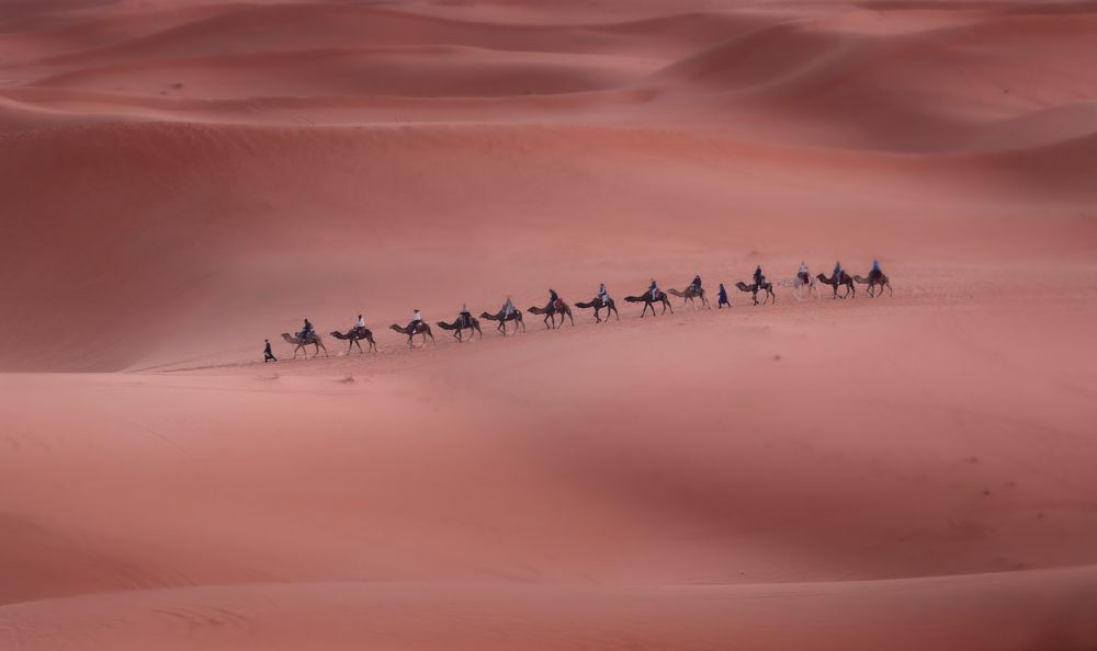 The caravan in Sahara dunes