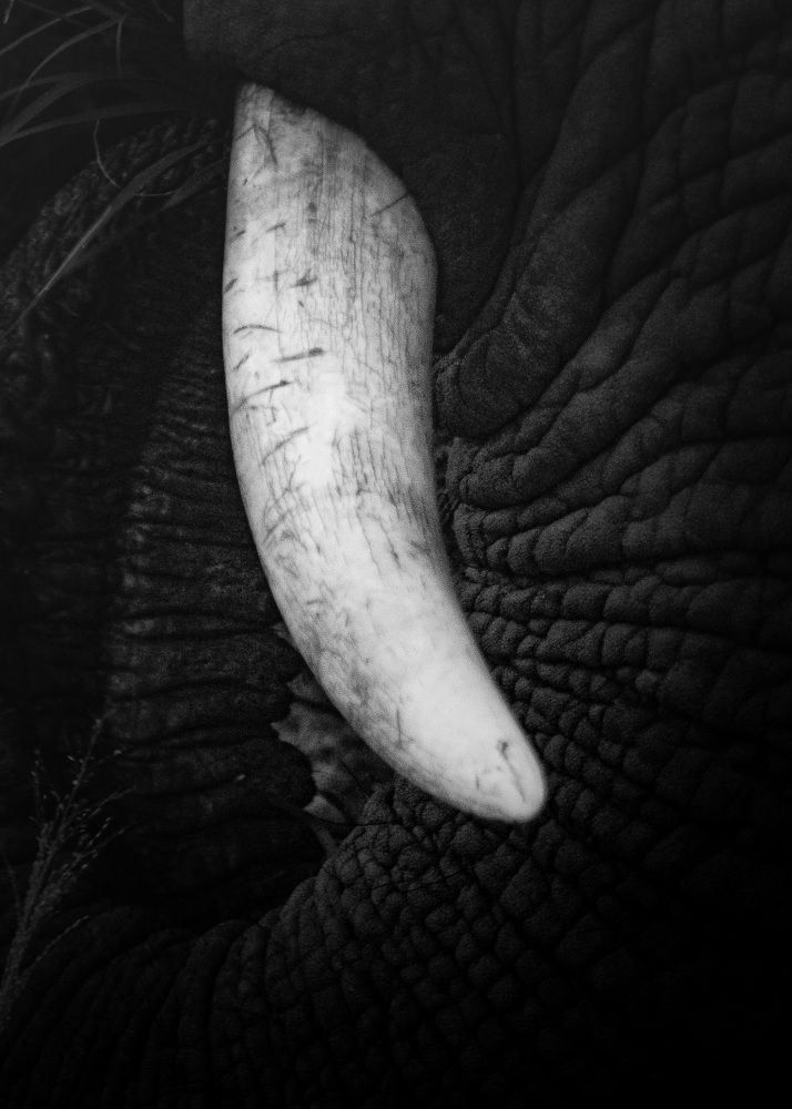 Photograph by Sasha Elske