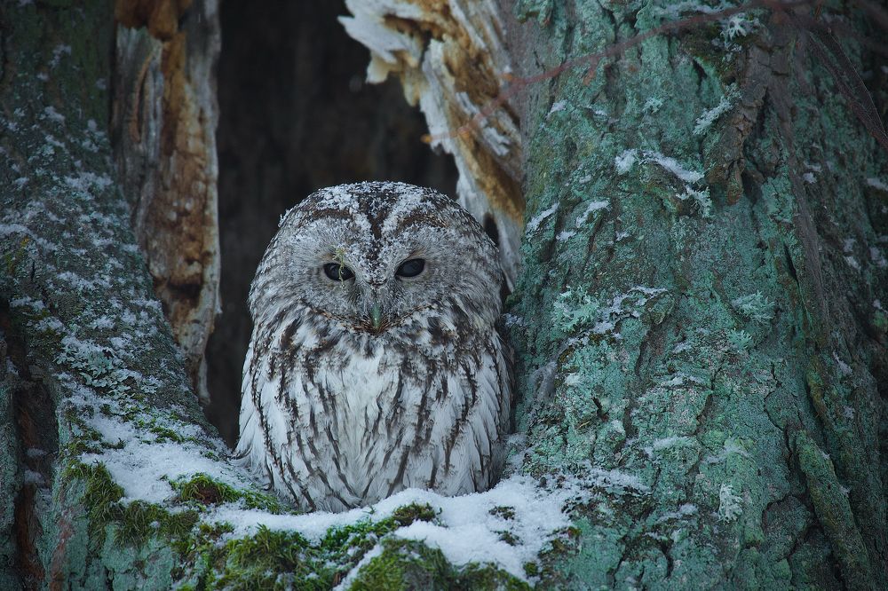 Photograph by Вячеслав Заметня