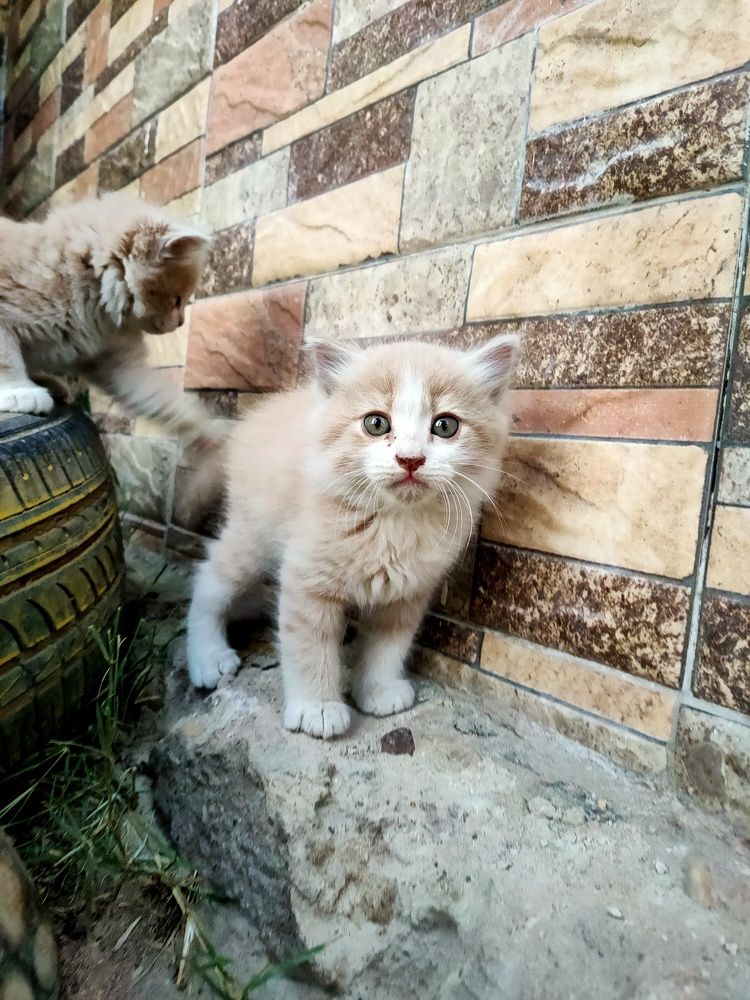 Curious Kitten in a Cozy Corner