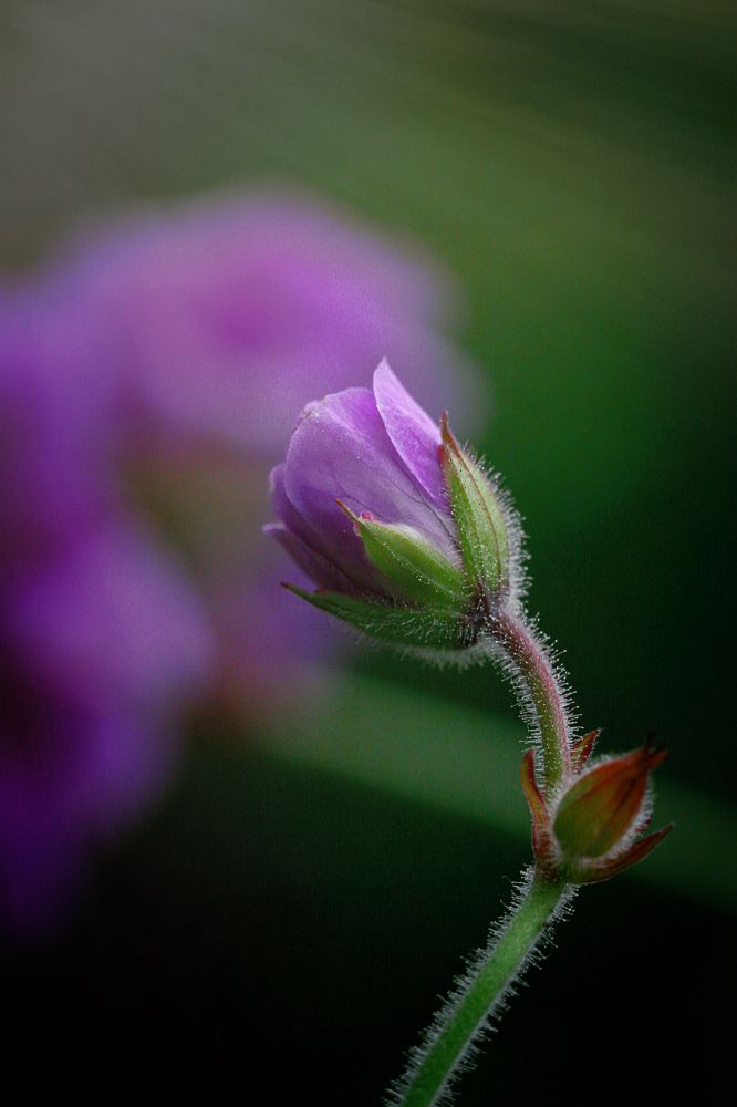 Photograph by Наталья Островцева