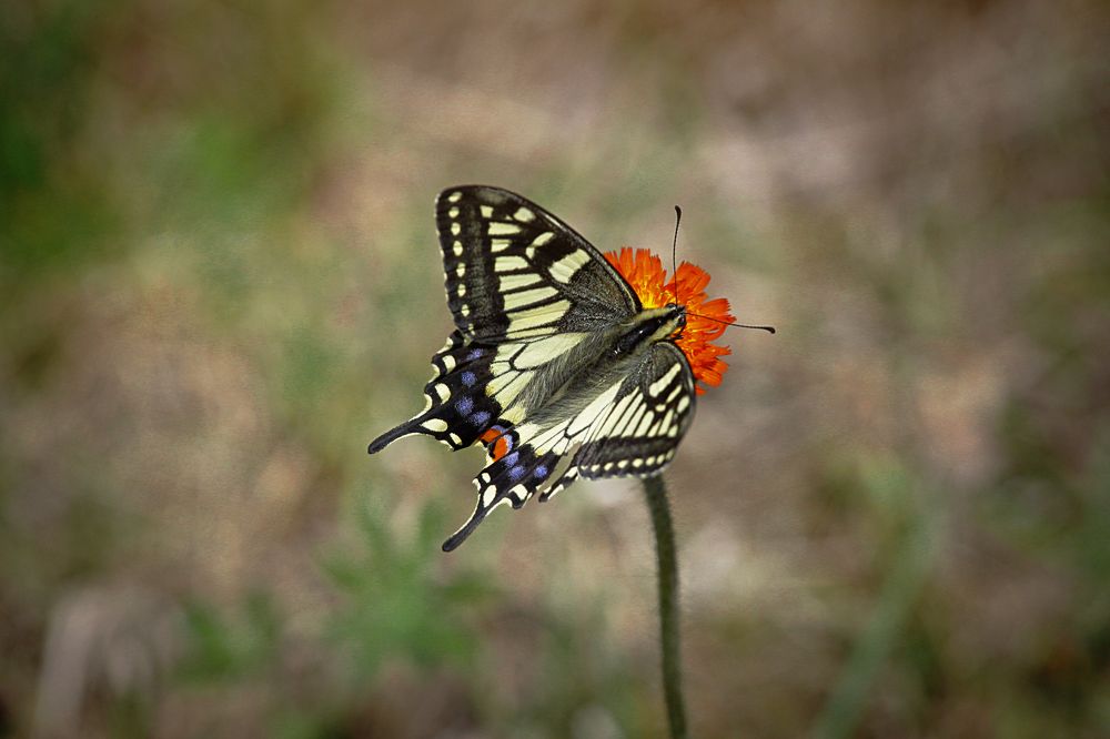 Photograph by Наталья Островцева