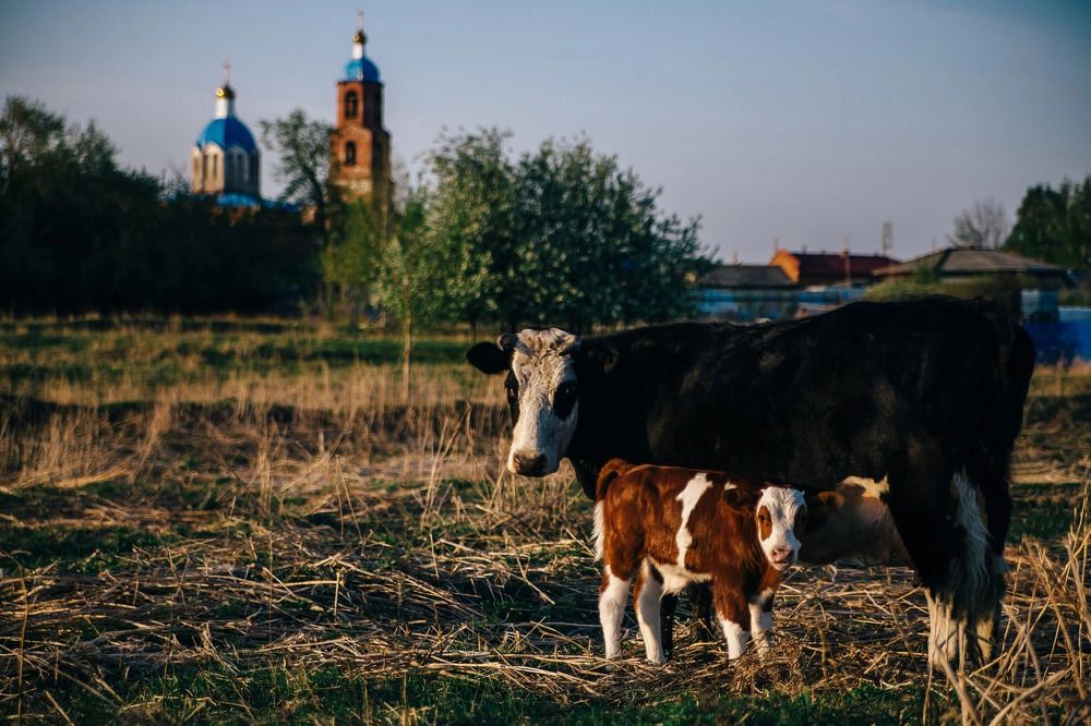 Фотография автора Елена Иванова