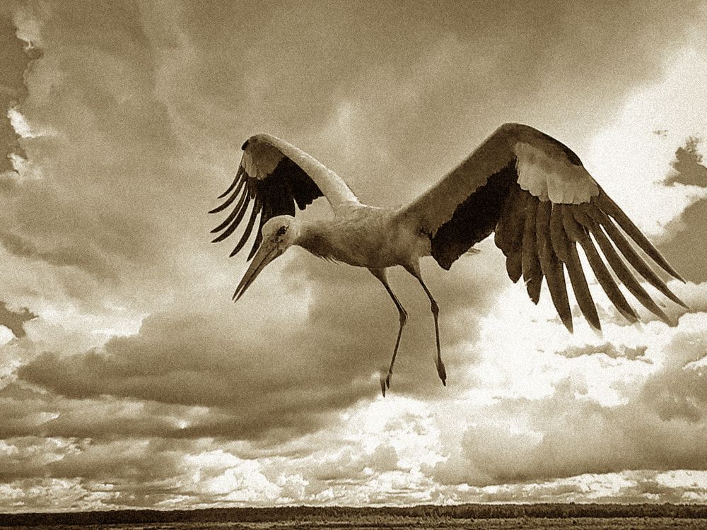 Аист в полёте.