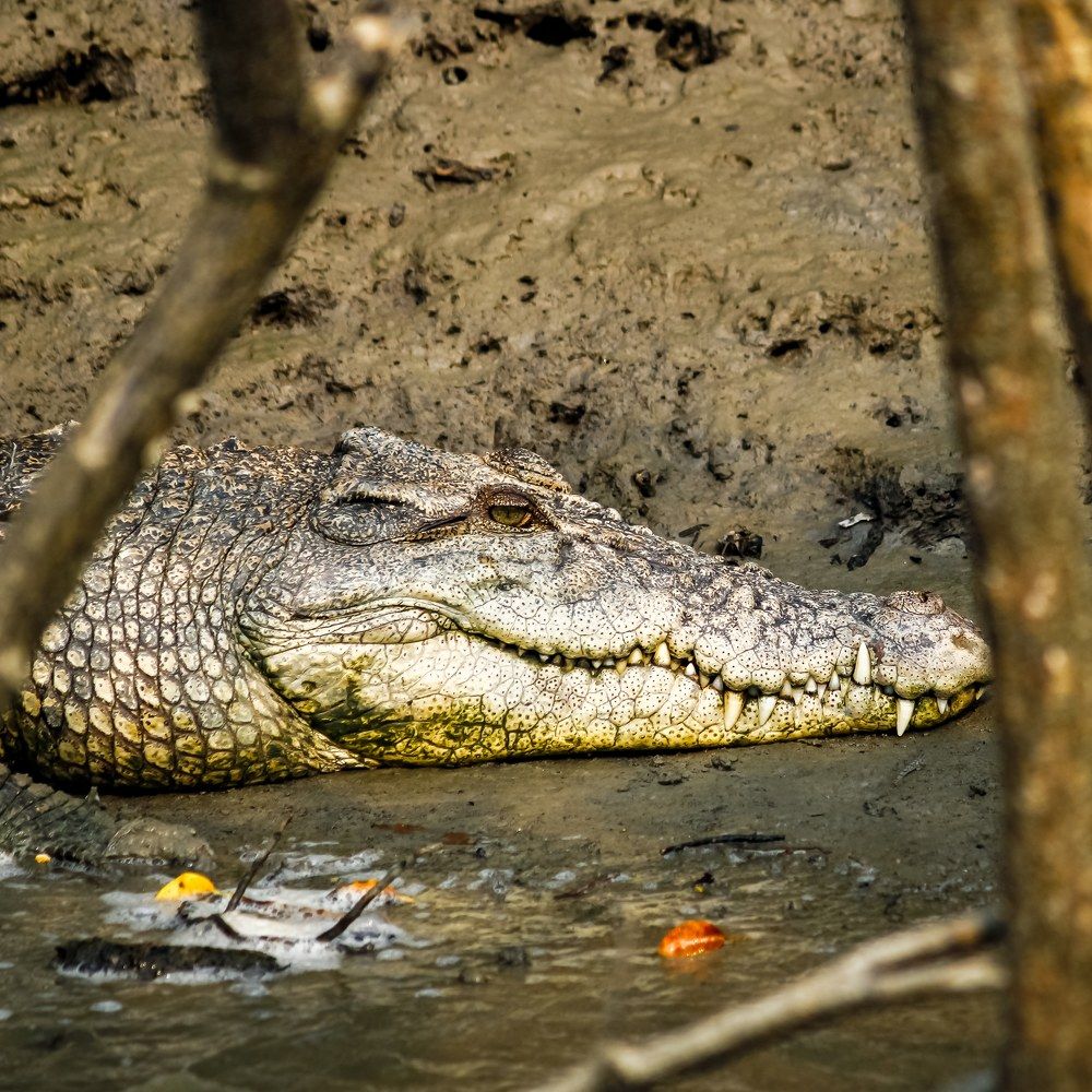 Salt water Crocodile