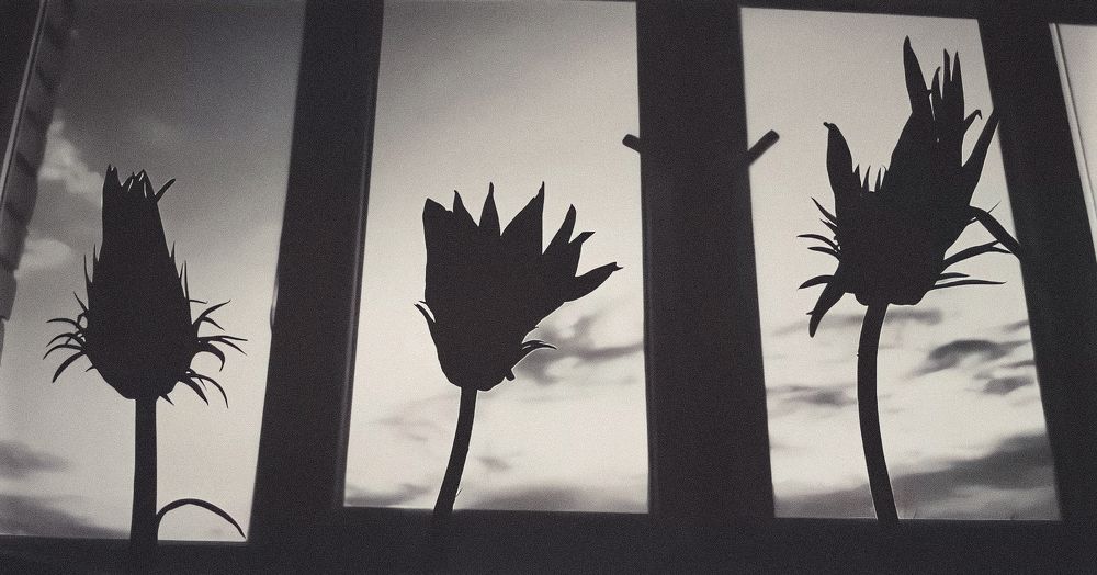 Photograph by Александр Сакович