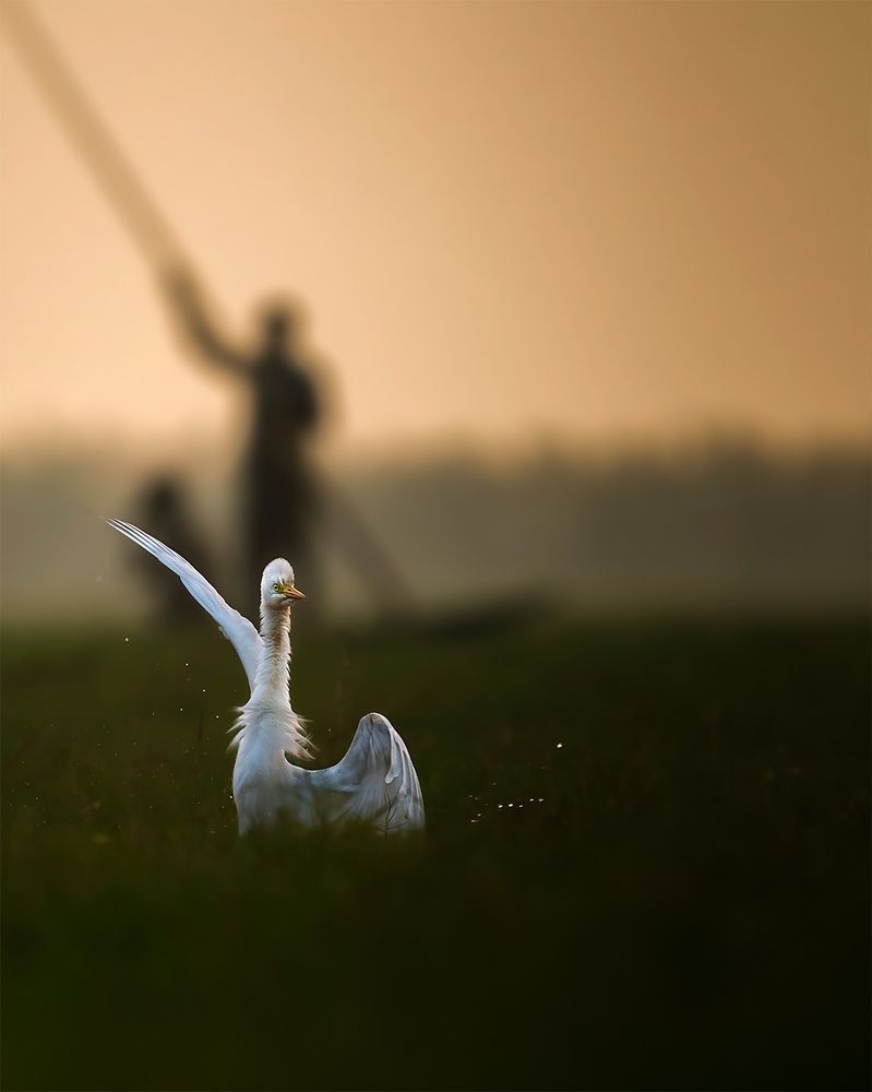 Kung-fu Egret