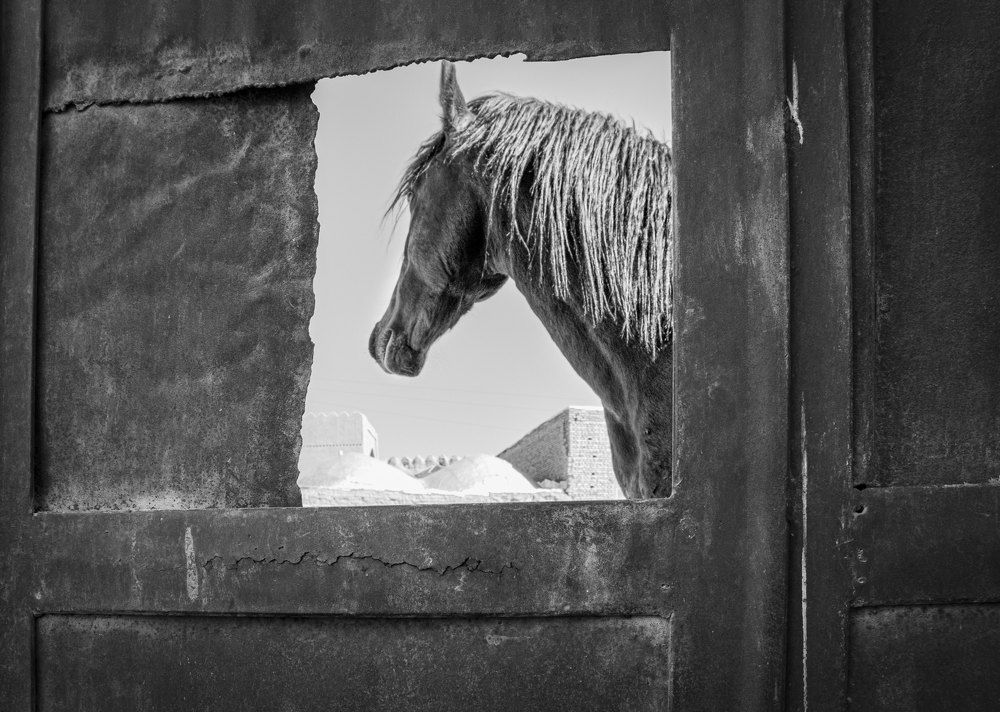 Photograph by Masoumeh Mahmoudi