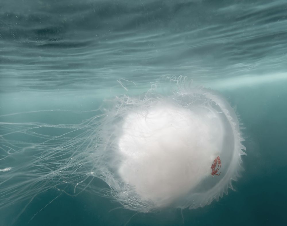 Путешественник