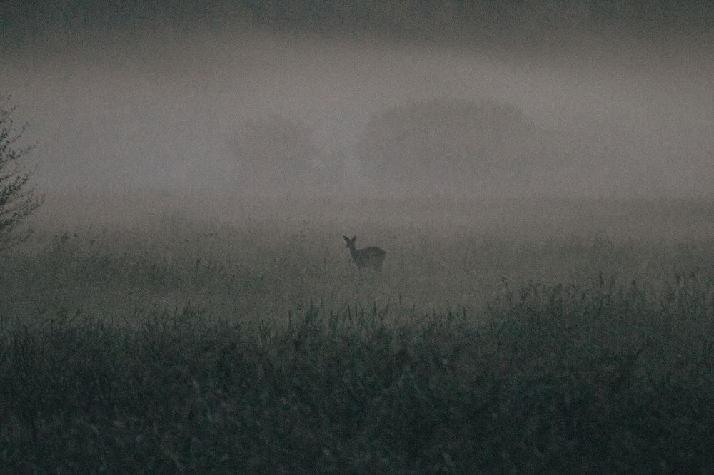Лань в тумане