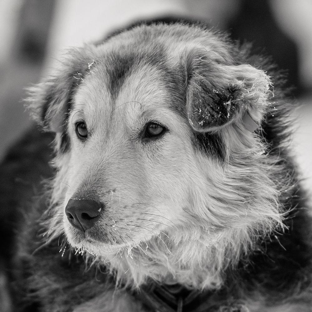 Фотография автора NIKOLAY KALININ