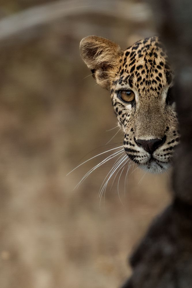 Photograph by Sampath Perera