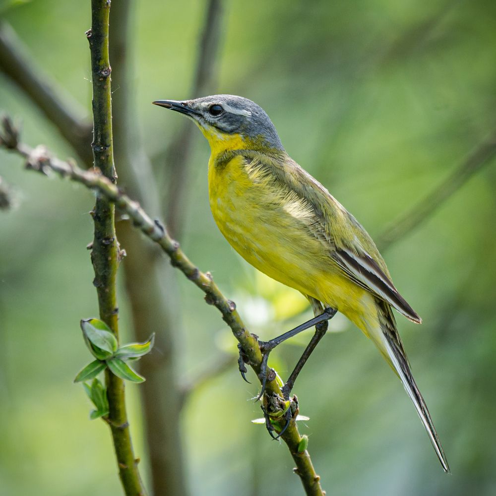 Фотография автора NIKOLAY KALININ