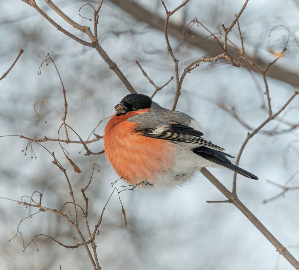 Фотография автора NIKOLAY KALININ