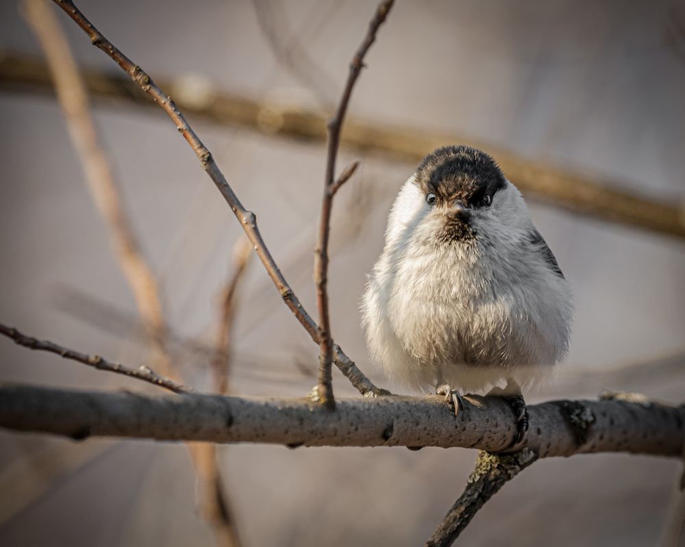 Фотография автора NIKOLAY KALININ