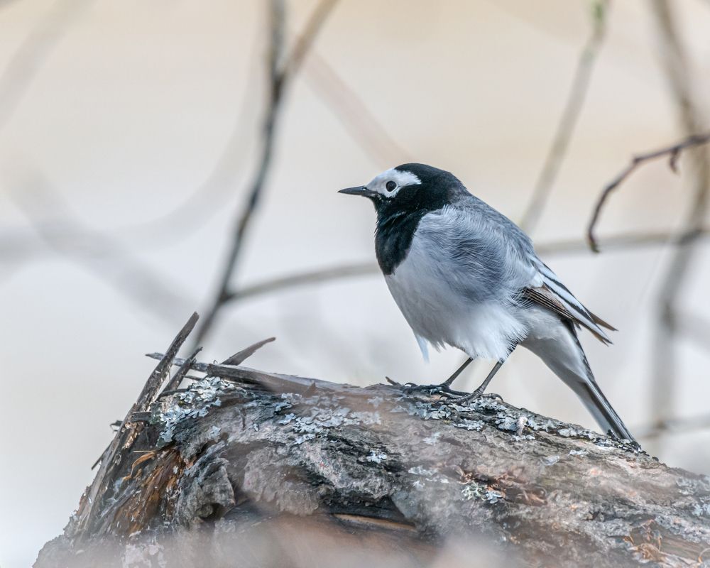 Фотография автора NIKOLAY KALININ
