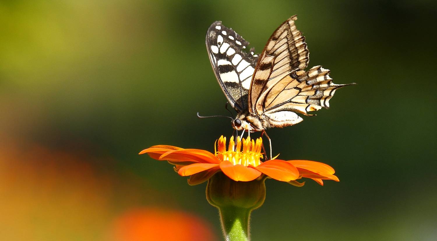 Фотография #10295981