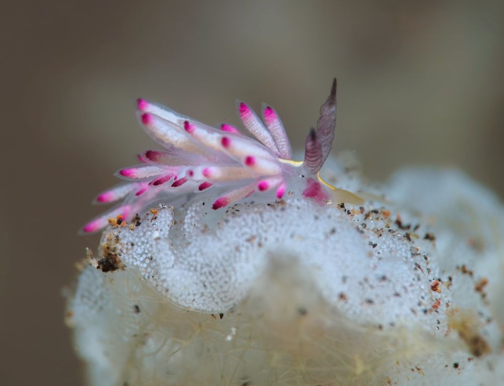 Photograph by Aldo Galante