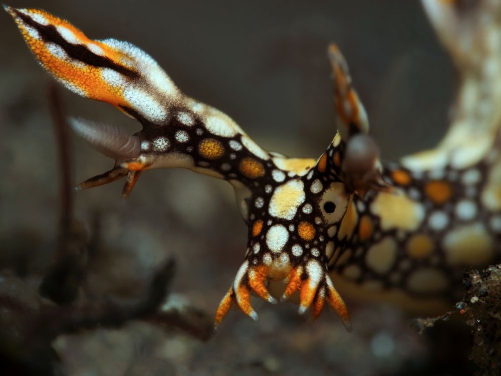 Photograph by Aldo Galante