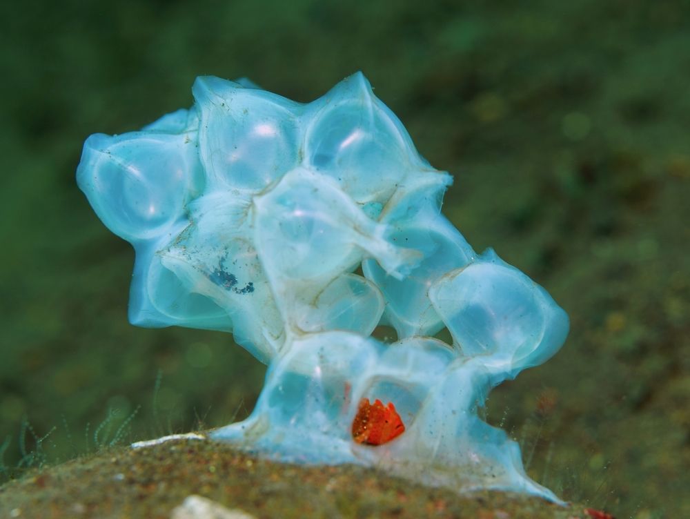 Photograph by Aldo Galante