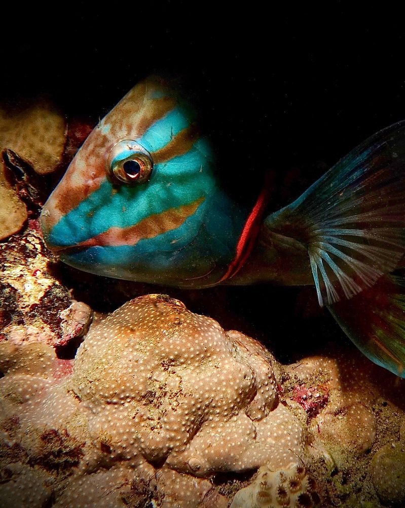 Фотография автора  Stelio