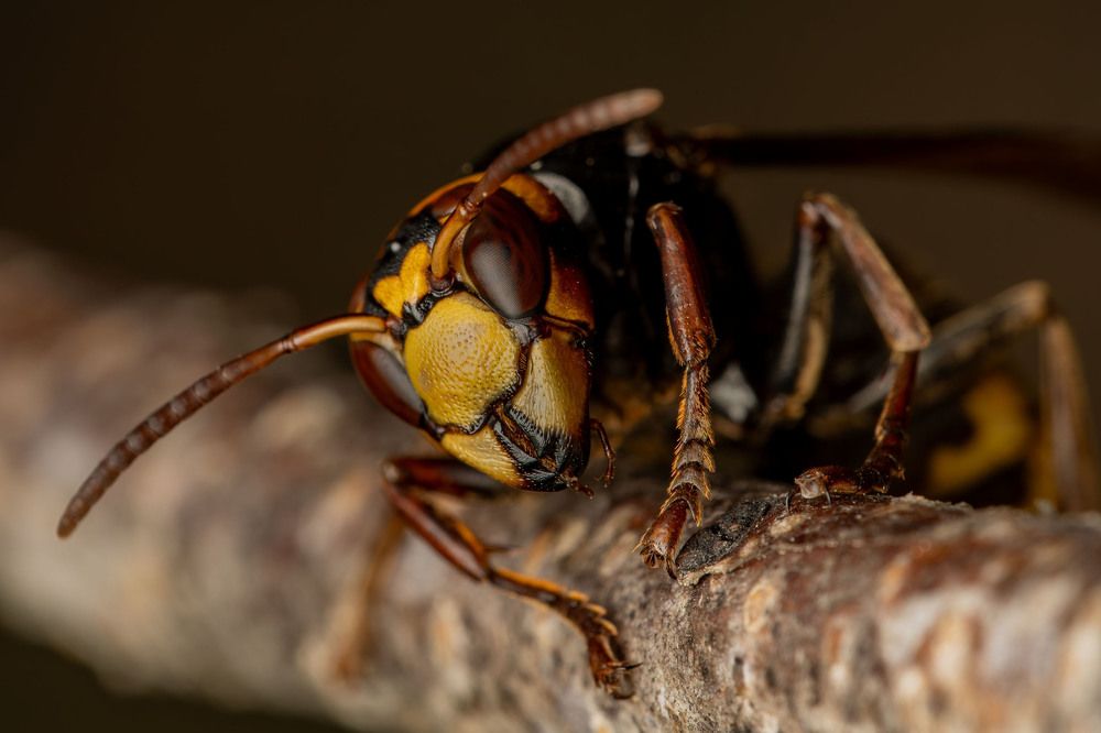 Фотография автора Виталий Сурков