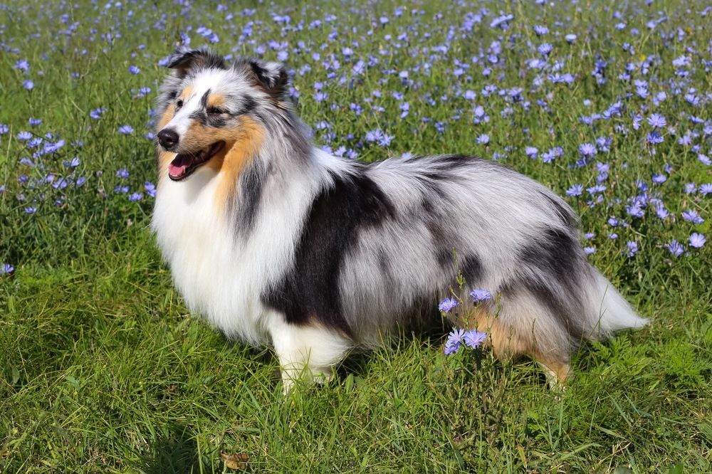 Shetland sheepdog