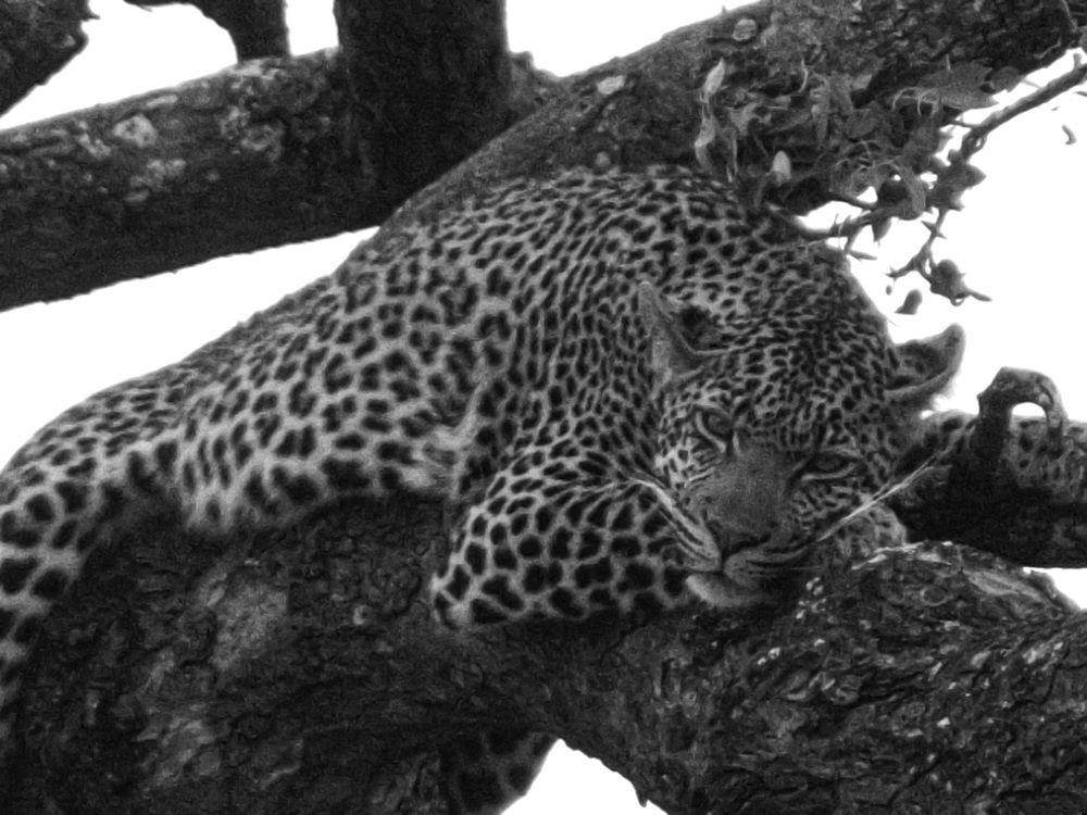 Photograph by Sasha Elske