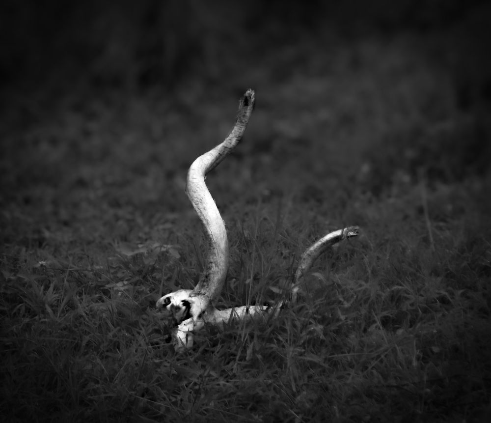 Photograph by Sasha Elske