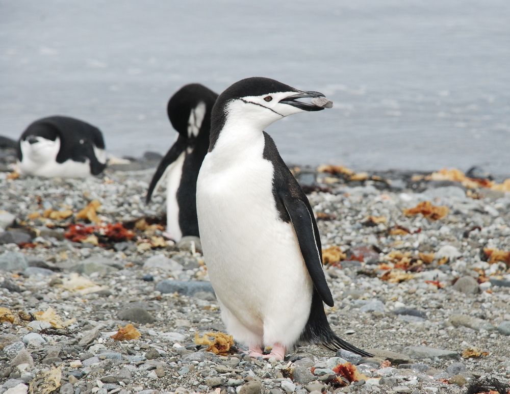 Photograph by Лев Синкин