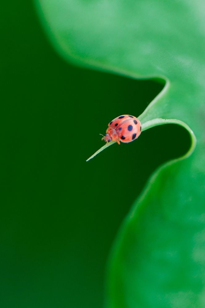 Lonely red ladybug
