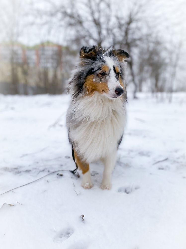 Sheltie in winter