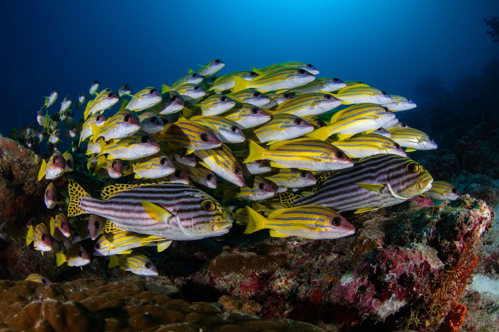 Photograph by Carlos Eduardo Barreto Pinheiro