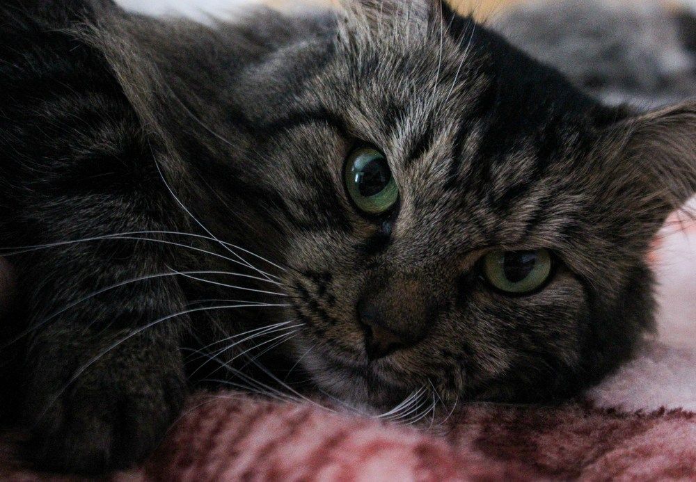 Photograph by Оксана Подъельская