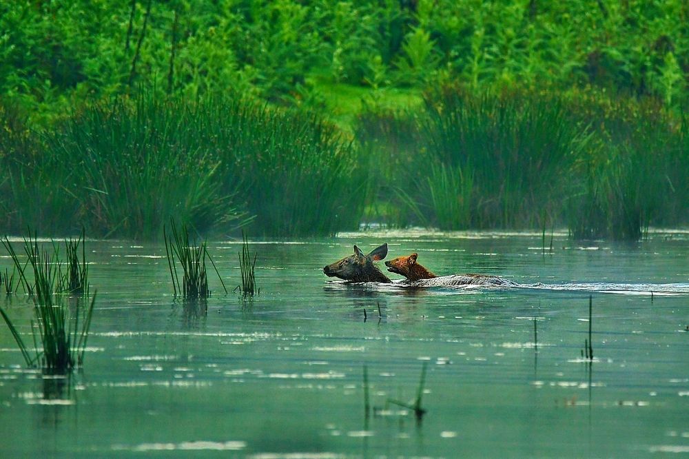 Photograph by Pranav Anil