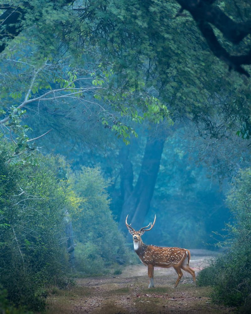 Фотография автора Mainak Halder